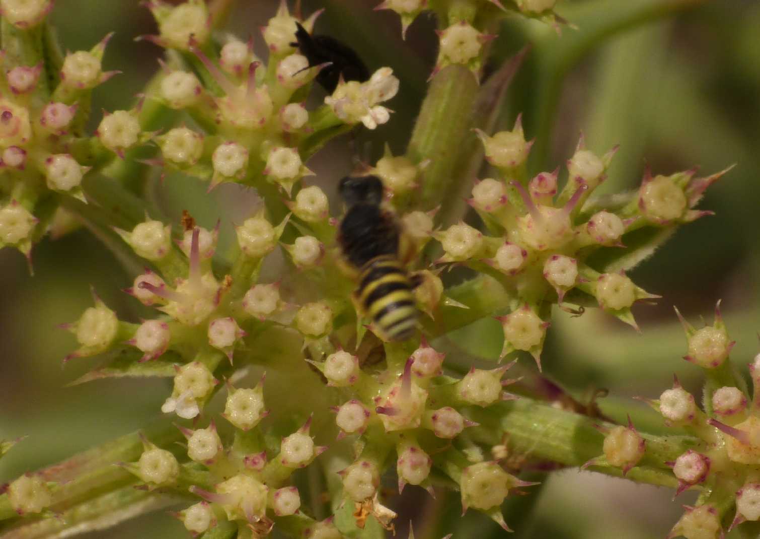 maschio di Lestica clypeata (Crabronidae)